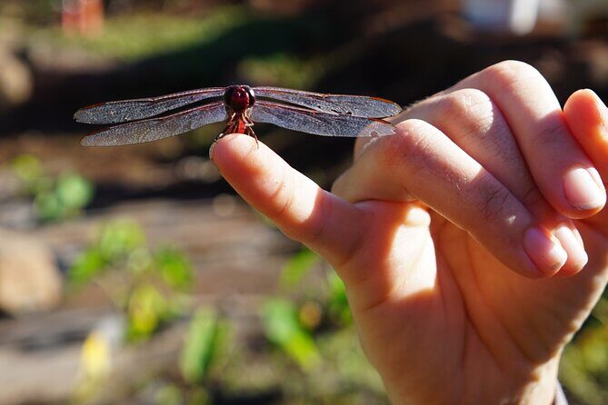 Work with Native Reforestation and Polynesian Agriculture in Maui - A Deeper Look into the Maui Eco-Cultural Tour