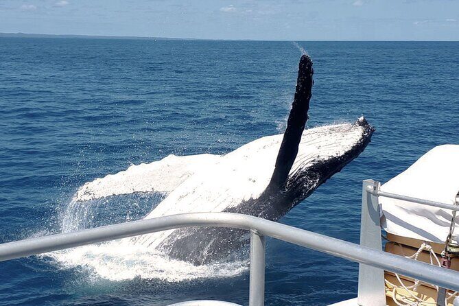 World class Whale Watching from Hervey Bay - The Vessel and Comfort