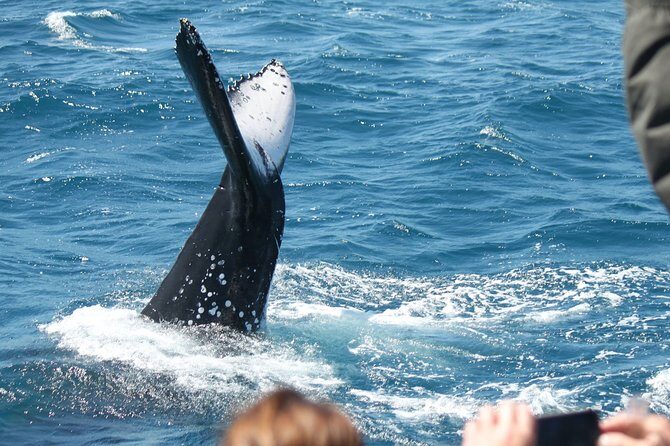 World class Whale Watching from Hervey Bay - Practical Details for Travelers
