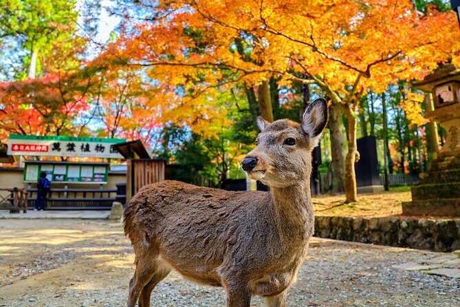 World Heritage Kyoto & Nara Uji Authentic Matcha Experience - A full breakdown of the itinerary