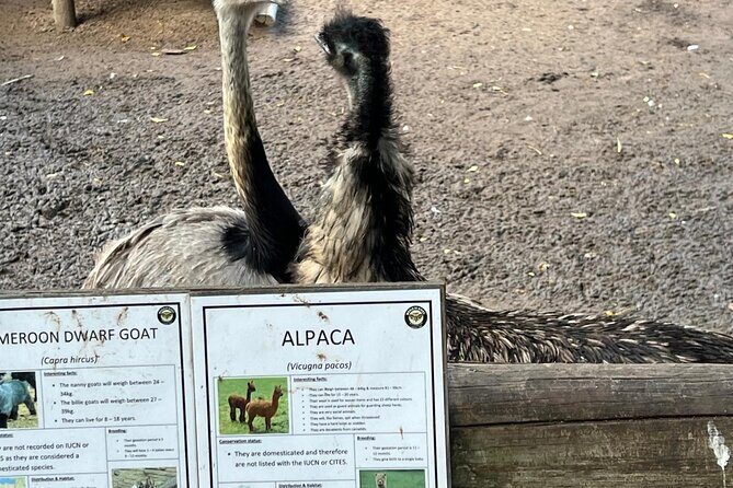 World of Birds, Kirstenbosch and Constantia Wine Private Day Tour - Introduction