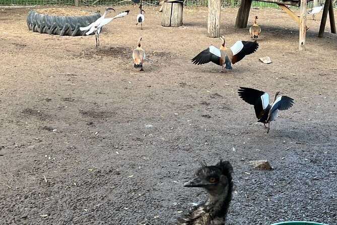 World of Birds, Kirstenbosch and Constantia Wine Private Day Tour - FAQ