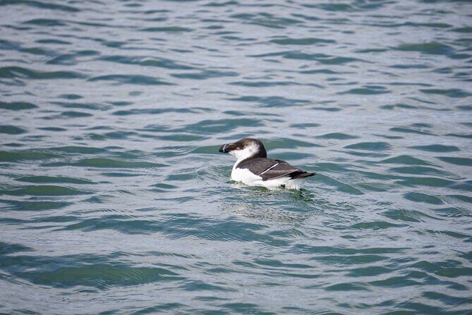 Wrightsville BirdWatching Cruise - Key Points