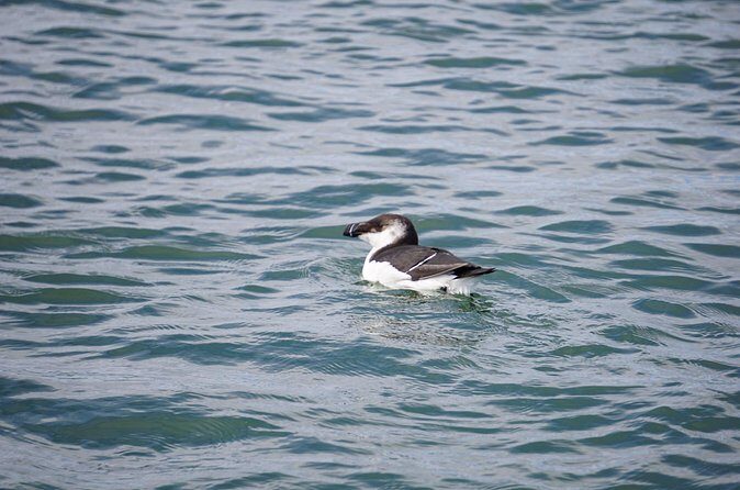 Wrightsville BirdWatching Cruise - Why This Tour Offers Good Value