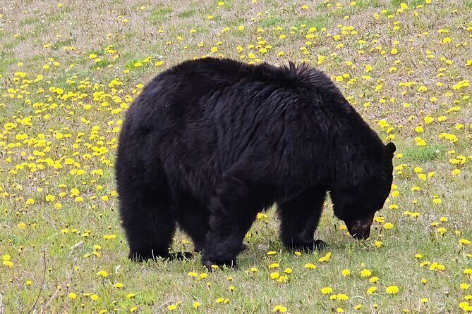 Xclusive Wonders of Waterton Your Private Journey of NaturesBest - Why Choose a Private Waterton Lakes Tour?