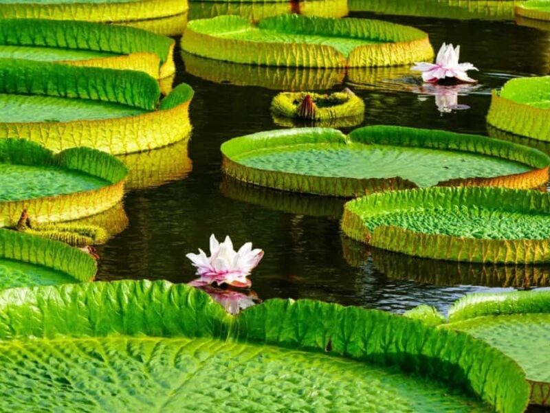 Xishuangbanna: Botanical Garden and Dai Garden 1-Day Tour - Introduction to the Tour