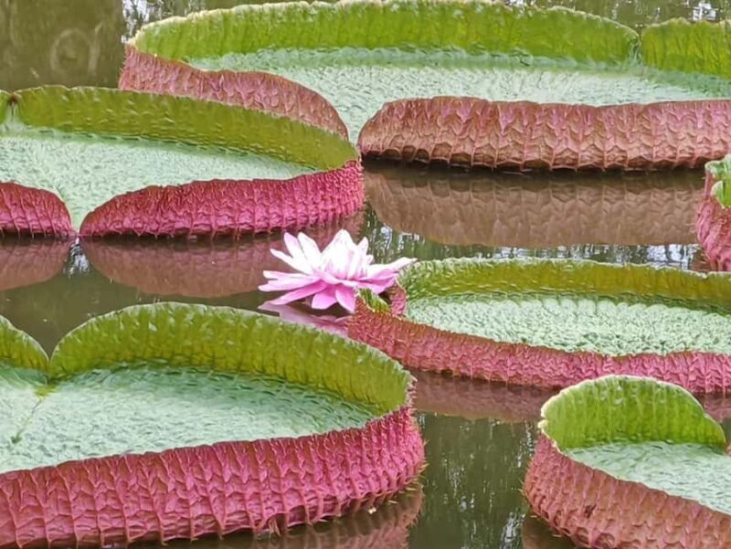 Xishuangbanna: Botanical Garden and Dai Garden 1-Day Tour - Practical Details and What to Consider