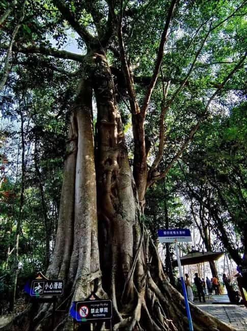 Xishuangbanna: Day Trip to Daluo - Experiencing Dai Culture and the Intangible Heritage
