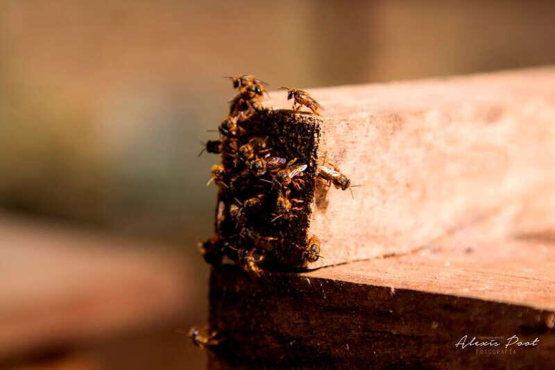 Xkopek, Mayan Bees Tour and Honey Tasting in Valladolid - Key Points