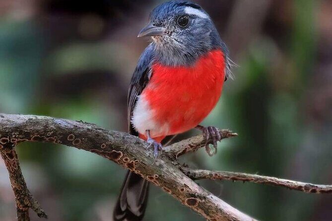 Xocen Birding - An In-Depth Look at the Xocen Birding Tour
