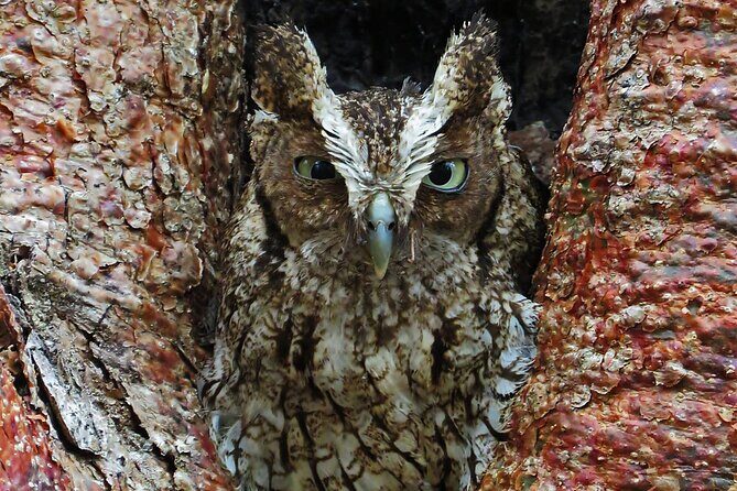 Xocen Birding - FAQ