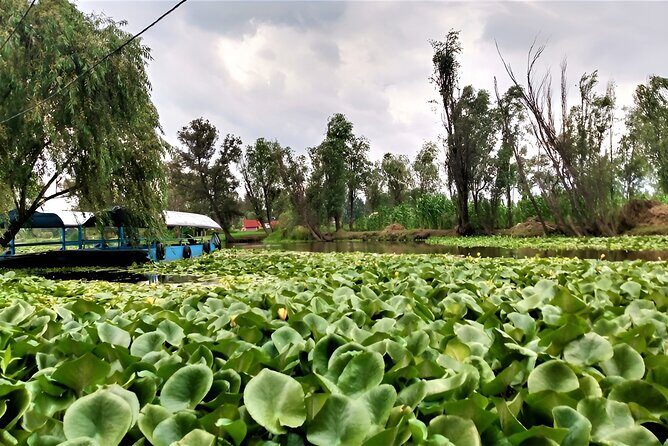 Xochimilco Day Trip Know a Farmland Food and Hop on a Trajinera - Introduction