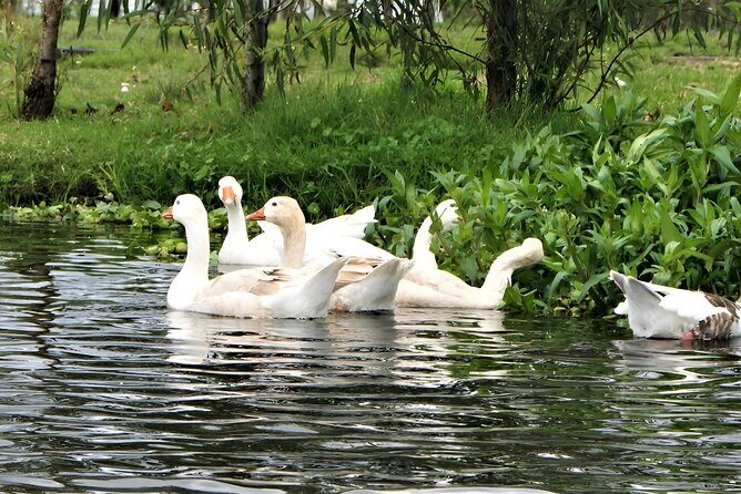Xochimilco Day Trip Know a Farmland Food and Hop on a Trajinera - Key Points