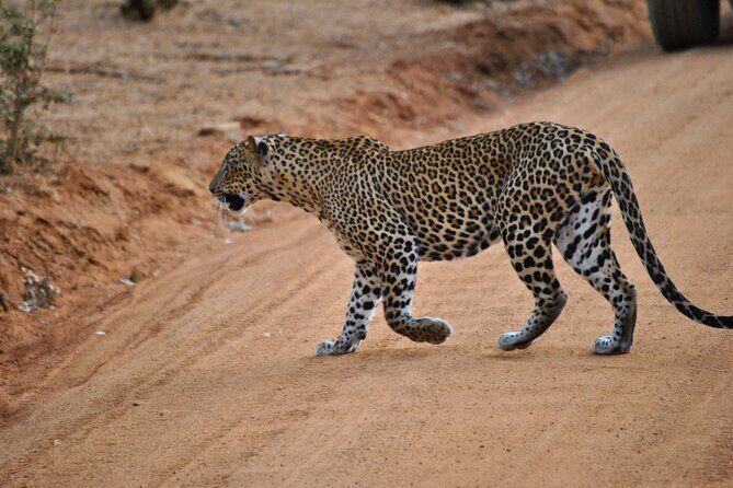 Yala 4h Jeep Safari: Guided Wildlife Experience (All Inclusive) - Key Points