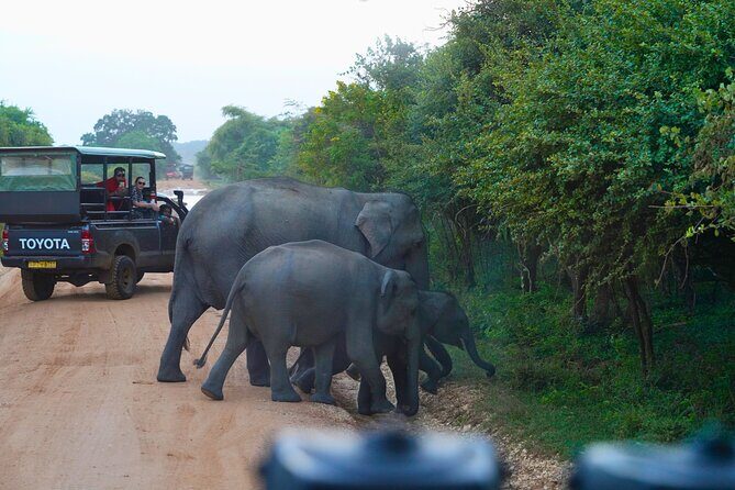 Yala 4h Jeep Safari: Guided Wildlife Experience (All Inclusive) - The Itinerary: What To Expect