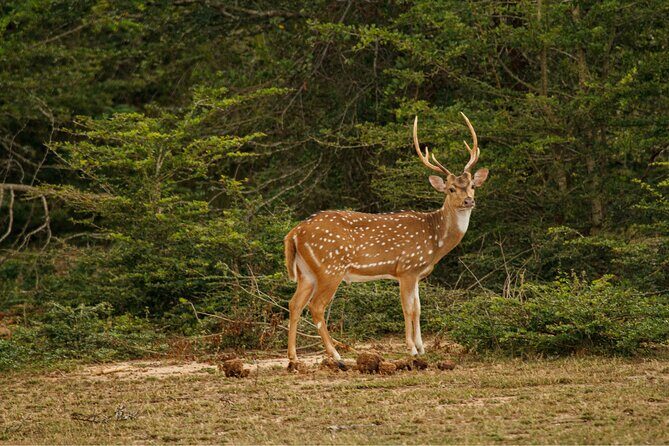 Yala 4h Jeep Safari: Guided Wildlife Experience (All Inclusive) - The Experience of the Guides