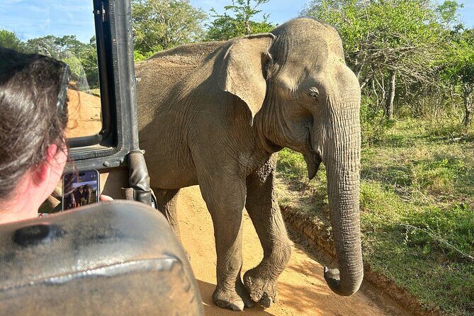 Yala 4h Jeep Safari: Guided Wildlife Experience (All Inclusive) - Transportation and Timing
