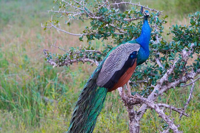 Yala 4h Jeep Safari: Guided Wildlife Experience (All Inclusive) - Final Thoughts on the Value