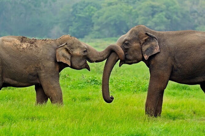 Yala and Udawalawa National Park Safari Tour From Hambantota port - Final Word