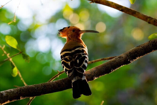 Yala Best Extended Half Day Safari By Ceylon Leopard Safari - Frequently Asked Questions