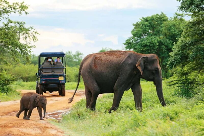 YALA BLOCK 5 & 6 (Weheragala & Lunugamwehera) Safari Tour - Authentic Experiences from Travelers