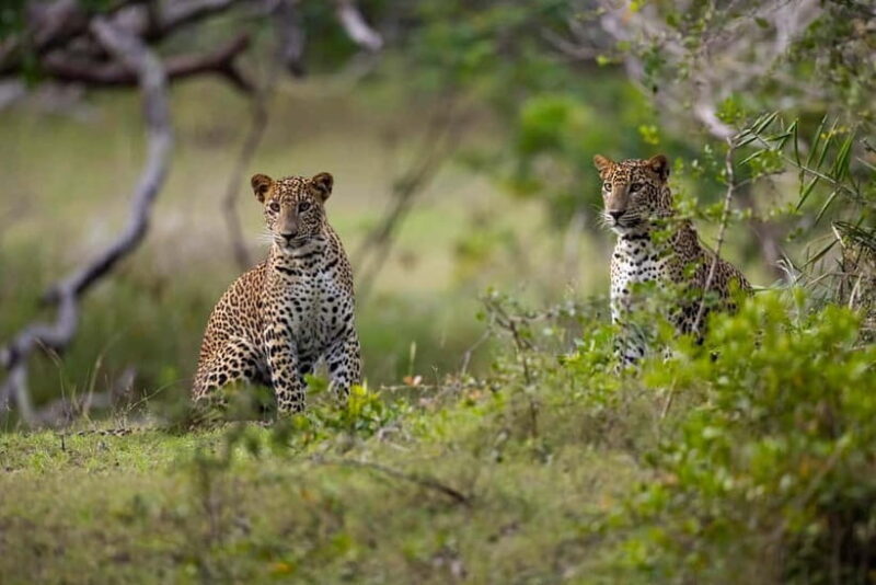 YALA BLOCK 5 & 6 (Weheragala & Lunugamwehera) Safari Tours - YALA BLOCK 5 & 6 (Weheragala & Lunugamwehera) Safari Tours