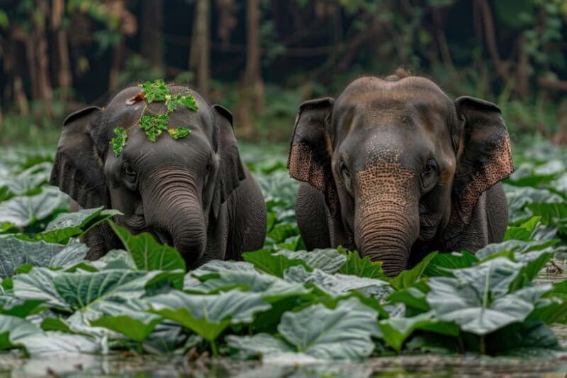YALA BLOCK 5 & 6 (Weheragala & Lunugamwehera) Safari Tours - Key Points