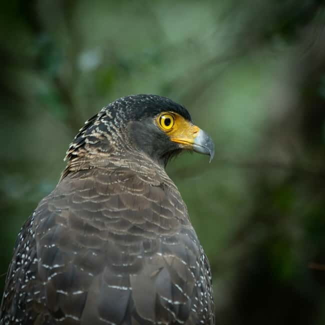 YALA BLOCK 5 & 6 (Weheragala & Lunugamwehera) Safari Tours - The Value and Practicalities