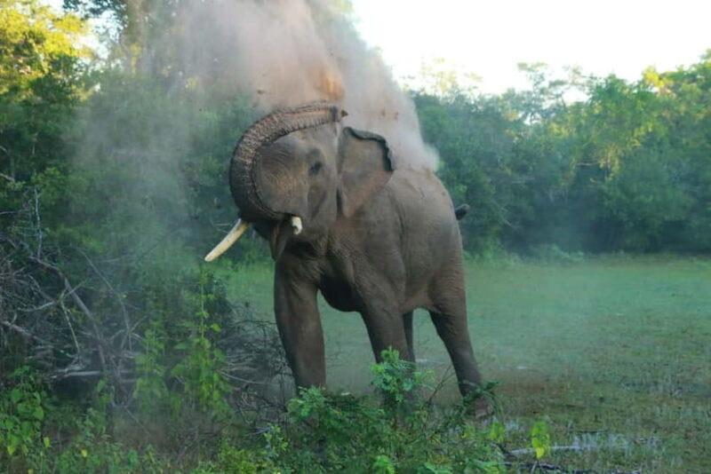 YALA BLOCK 5 & 6 (Weheragala & Lunugamwehera) Safari Tours - Who Should Consider This Safari?