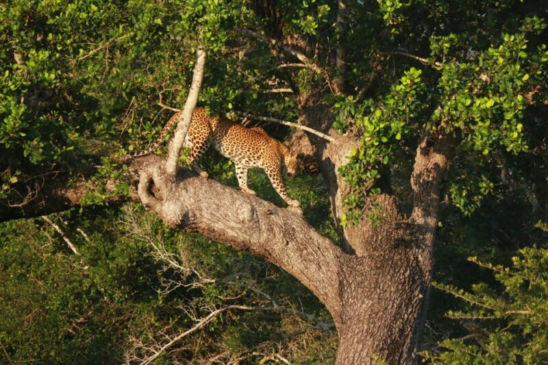 YALA BLOCK 5 & 6 (Weheragala & Lunugamwehera) Safari Tours - The Sum Up