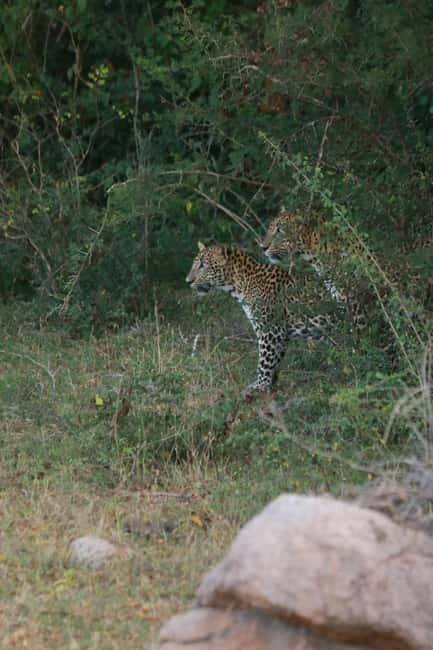 YALA BLOCK 5 & 6 (Weheragala & Lunugamwehera) Safari Tours - FAQ