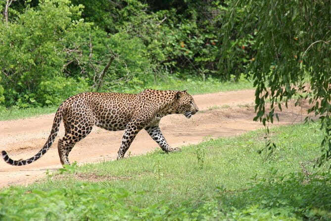 Yala Camping by Ajith Safari All Inclusive - FAQ