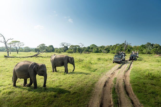Yala Full day Leopard Safari Tour with Picnic Lunch - The Overall Experience