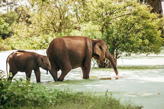 Yala Full day Leopard Safari Tour with Picnic Lunch - What to Keep in Mind