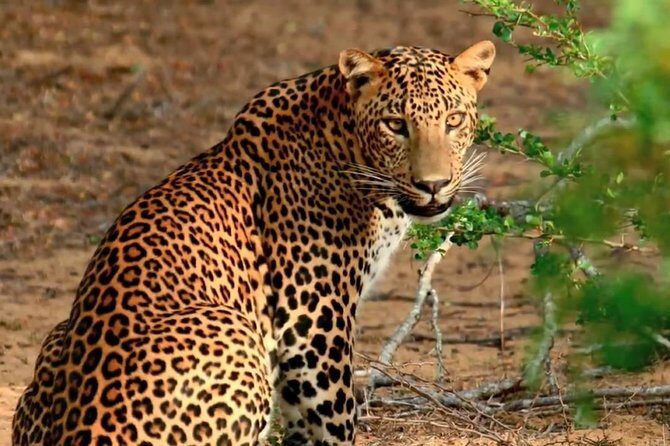 Yala Full Day Safari with Picnic Lunch - Private & All Inclusive - An In-Depth Look at the Yala Safari Experience