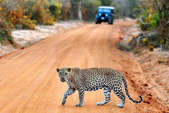 Yala Full Day Safari with Picnic Lunch - Private & All Inclusive - Authenticity and the Experience