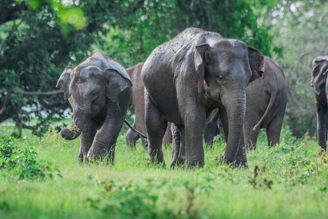 Yala Half Day Safari from Hambantota Port Shore Excursion - Itinerary Breakdown: What to Expect