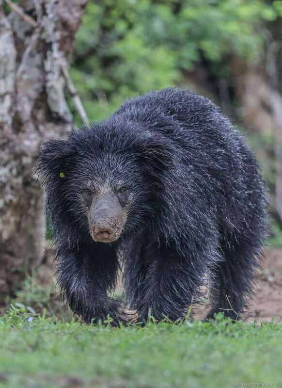 Yala National Park: 7 hour & 12 hour Leopard Safari Tours - Starting Point and Pickups