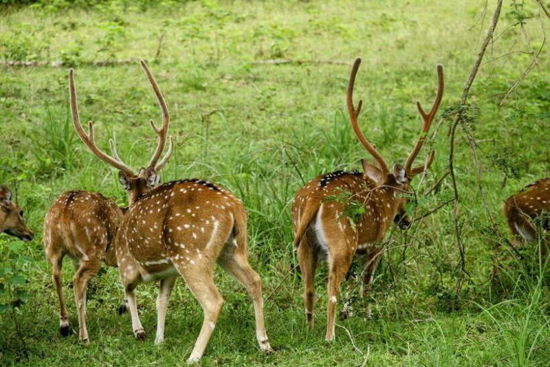 Yala National Park: 7 hour & 12 hour Leopard Safari Tours - Transportation and Group Size