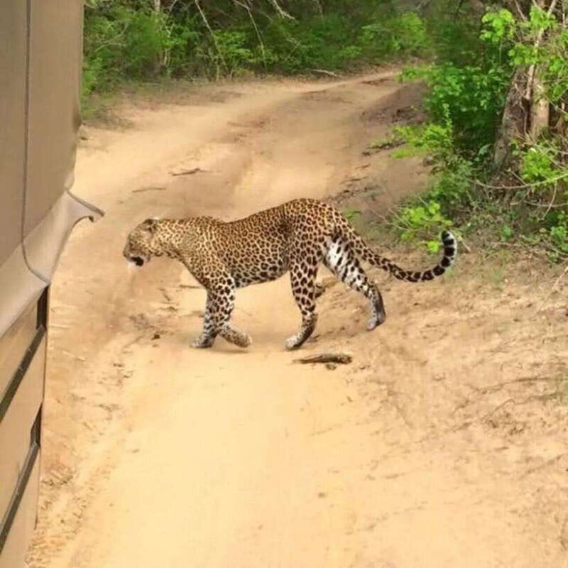 Yala National Park: All Inclusive Private Safari Day Trip - An Honest Look at the Yala Safari Experience