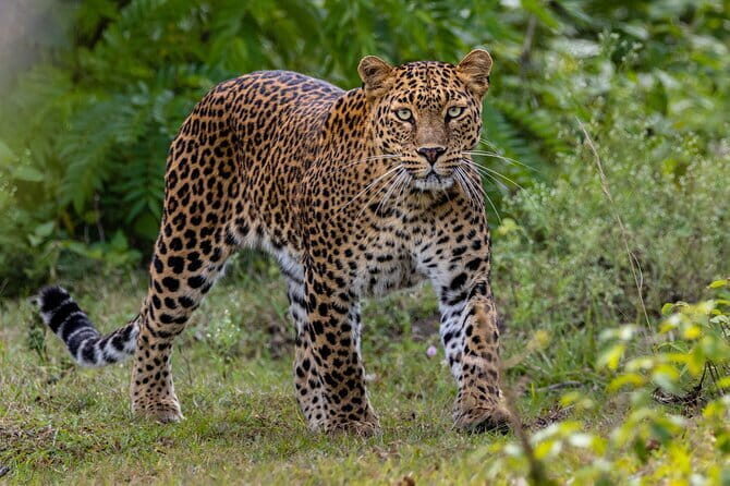 Yala National Park (block 5 & 6) Safari PRIVATE Tours - What to Expect from the Itinerary