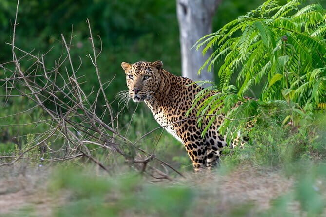 Yala National Park (block 5 & 6) Safari PRIVATE Tours - The Sum Up