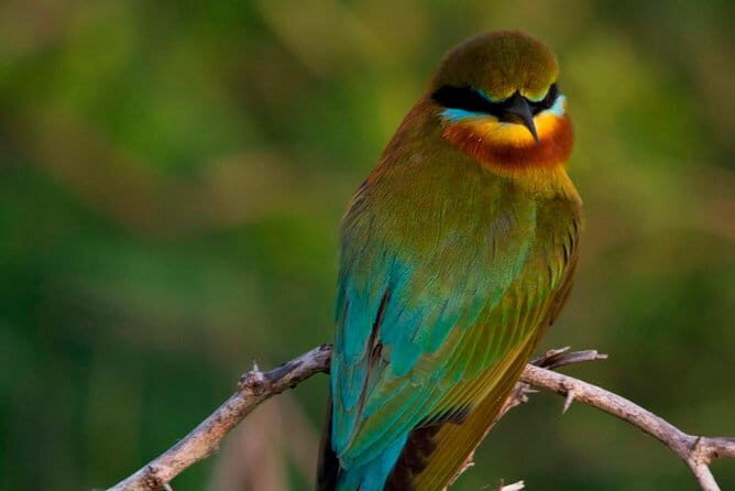 Yala National Park (block 5 & 6) Safari PRIVATE Tours - FAQ