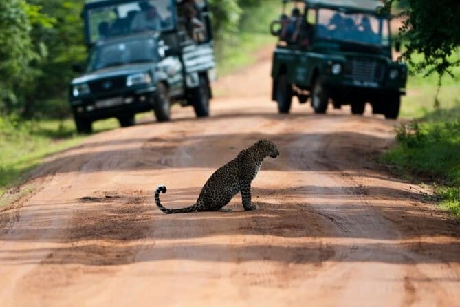 Yala National Park (Day Tour) - Transportation and Logistics