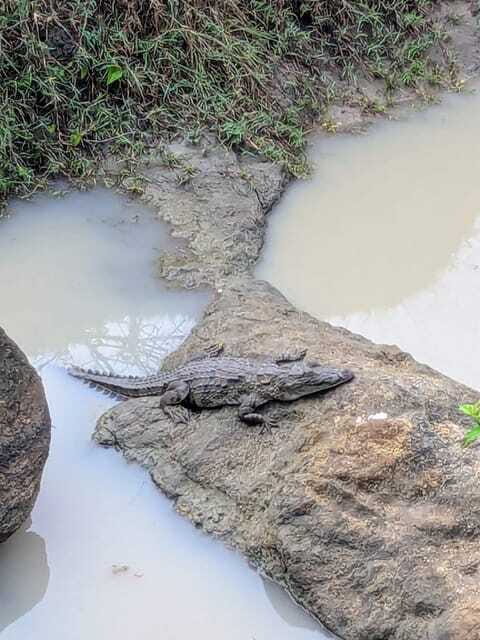 Yala National Park: Day Tour with Jeep Safari - The Real Value: Is It Worth It?