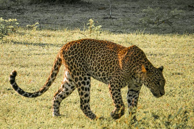 Yala National Park Entrance Ticket with Private Safari - Introduction: Is the Yala National Park Entrance Ticket with Private Safari Right for You?
