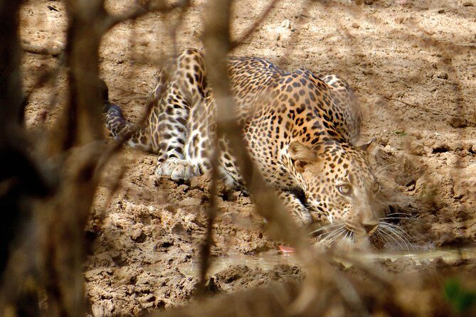 Yala National Park Entrance Ticket with Private Safari - Pricing and Value Analysis