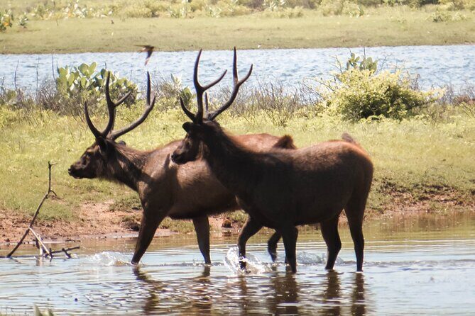 Yala National Park Entrance Ticket with Private Safari - The Sum Up: Is the Yala National Park Entrance Ticket with Private Safari Worth It?
