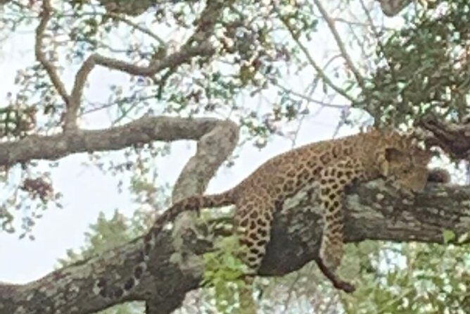 Yala National Park Full-Day Jeep Safari with Lunch - An In-Depth Look at the Yala Safari Experience