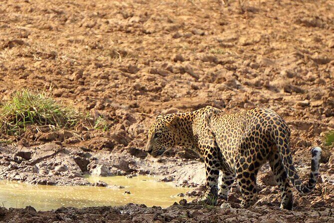 Yala National Park - Full Day Safari (04:30 am - 06:00 pm) - Key Points